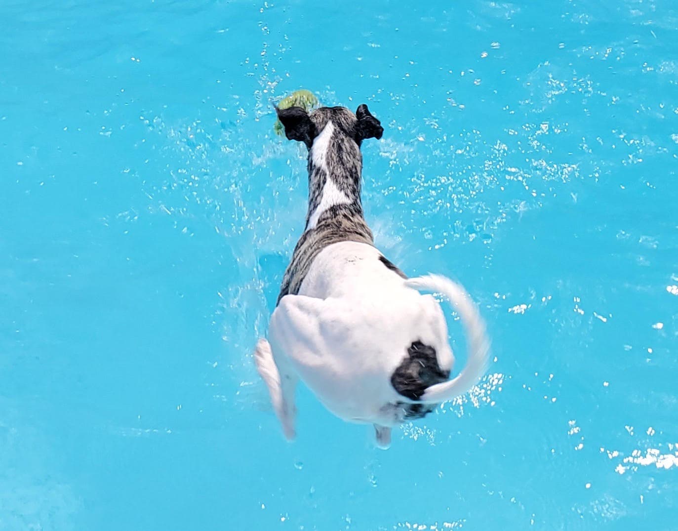 Whippet jumping in the pool